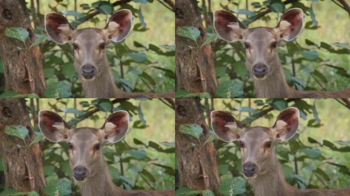 在印度拉贾斯坦邦的Ranthambore国家公园里，美丽的雌性黑鹿(Rusa unicolor)