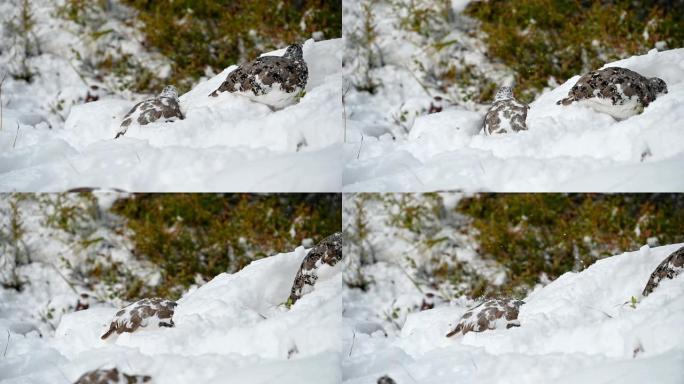 岩石雷鸟在雪山觅食有趣