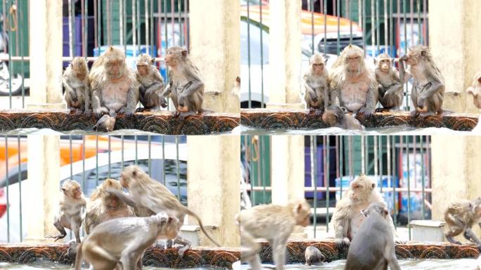 夏天，猴子在城市里玩水。