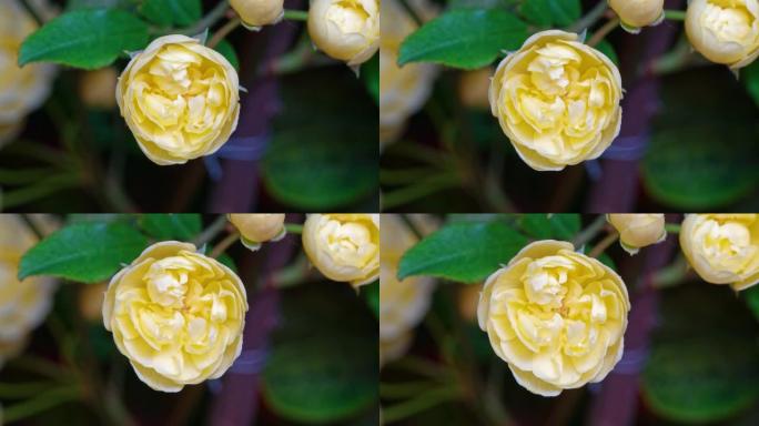 黄色Banksia玫瑰盛开的延时镜头，4k特写视频。