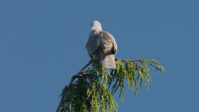 一只坐在树上的欧亚领鸽子