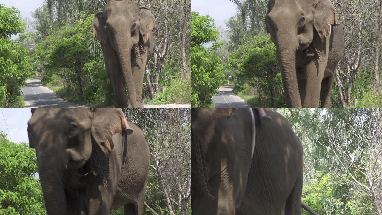 大象在道路上行走慢动作