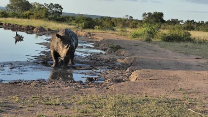 在南非萨比金沙保护区看到的犀牛公牛