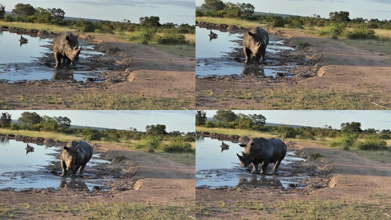 在南非萨比金沙保护区看到的犀牛公牛