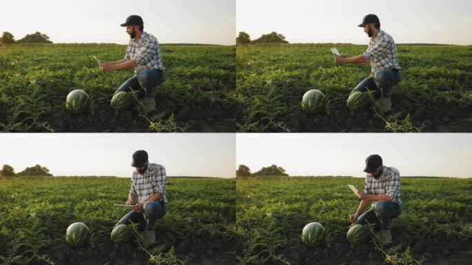 一名男子在田间拍摄西瓜作物