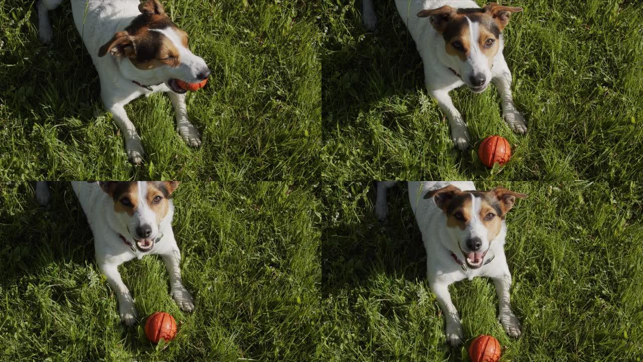 杰克罗素梗通常在草地上打橙色球