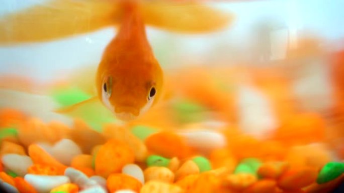 鱼缸里的一条孤独的小金鱼，里面有充满活力的五颜六色的石头
