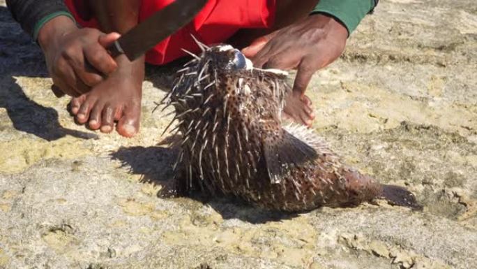 一名马达加斯加渔民正在石滩上清理刚捕到的河豚鱼，手上用刀切着许愿