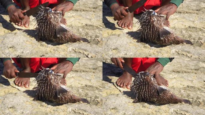 一名马达加斯加渔民正在石滩上清理刚捕到的河豚鱼，手上用刀切着许愿