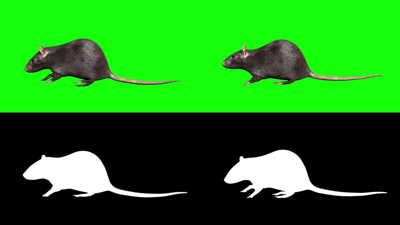 动画灰鼠。循环。包括阿尔法镜头。