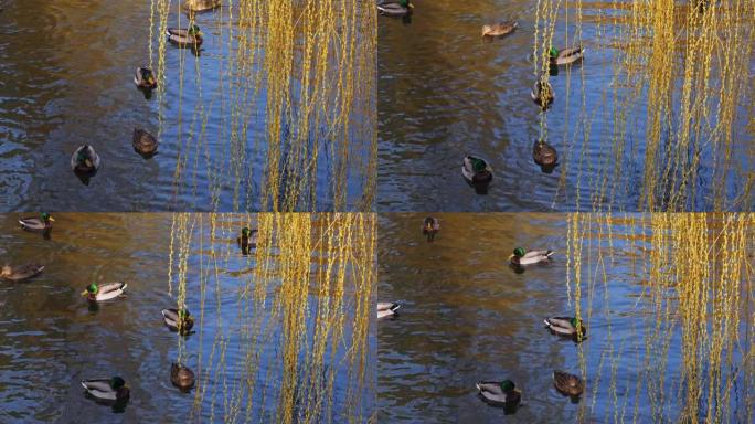柳树下湖里的鸭子