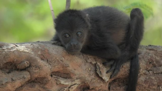 哥斯达黎加森林中的大吼猴 (Alouatta palliata) 婴儿在树上放松