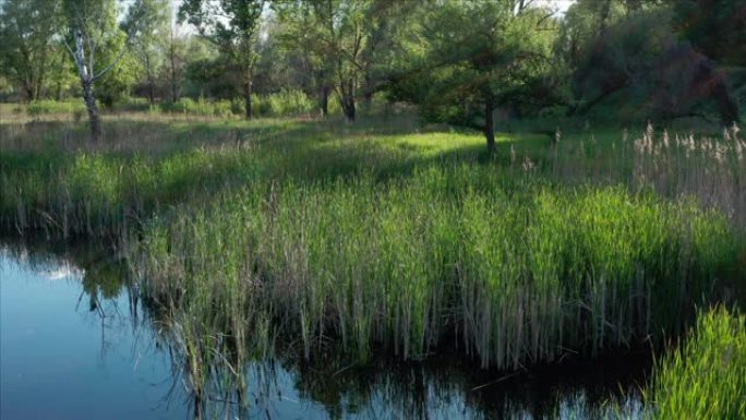 绿草成荫的沼泽。鸟瞰图。有芦苇的树木繁茂的湖泊