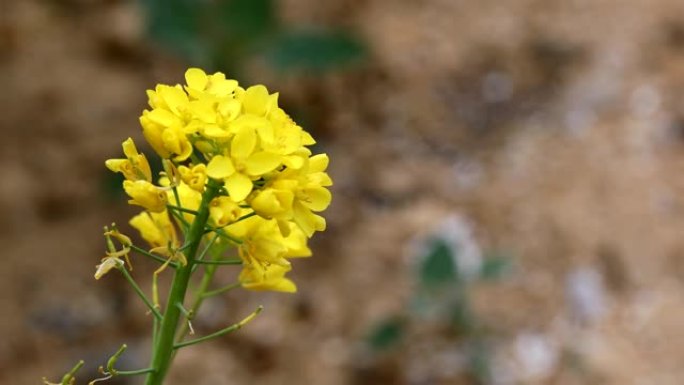 风中摇曳的油菜花