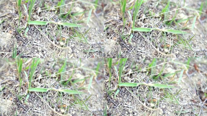 蚂蚁在草叶之间移动