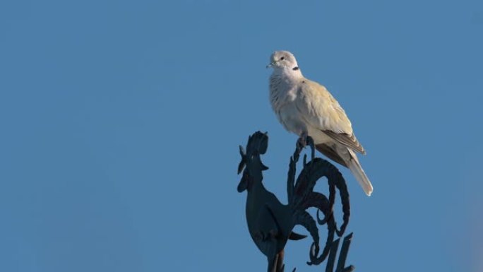 一只欧亚领鸽子坐在公鸡风向标上