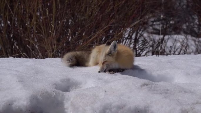 一只美丽的红狐狸在雪堆上休息时吃雪