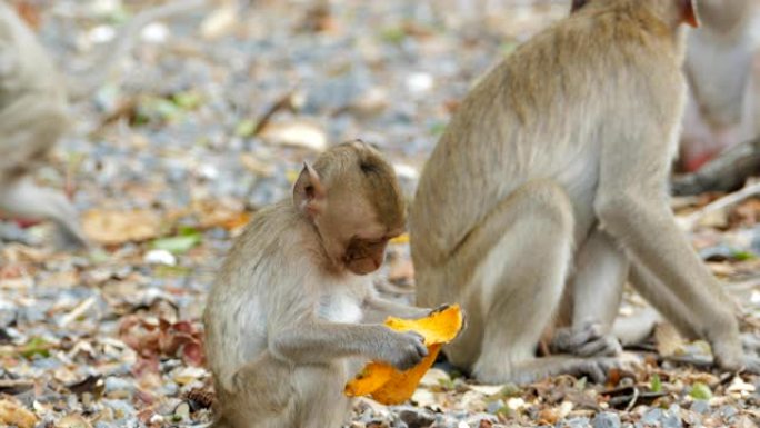 猴子吃芒果