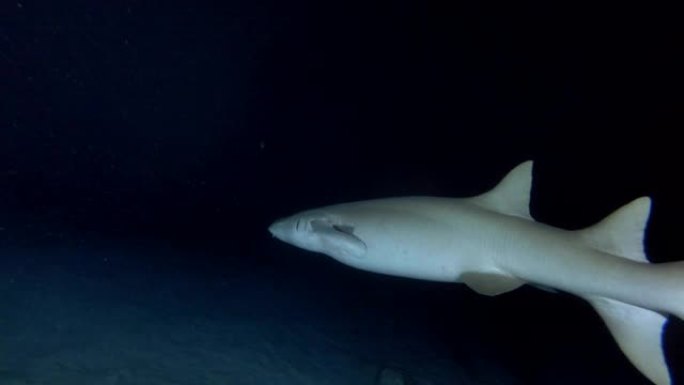 黄褐色的护士鲨鱼在月光下的夜晚游泳