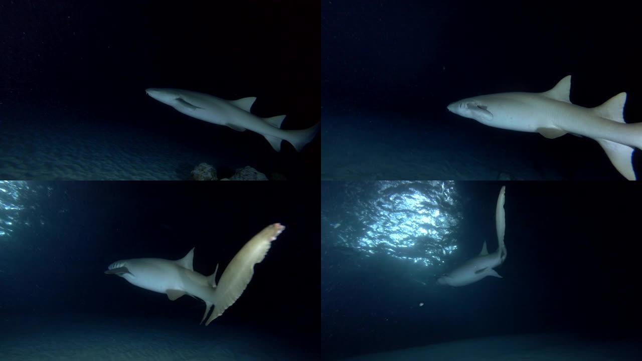 黄褐色的护士鲨鱼在月光下的夜晚游泳