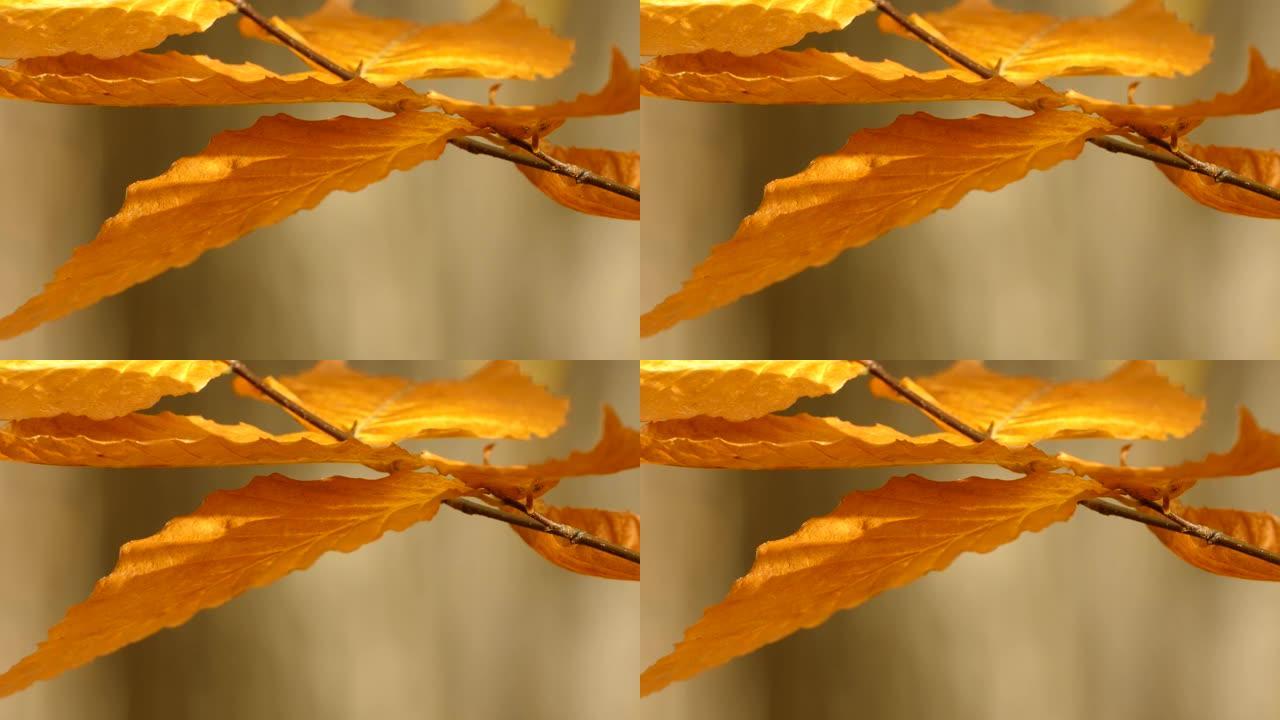 林地秋天在中等风中清脆明亮的黄色秋叶