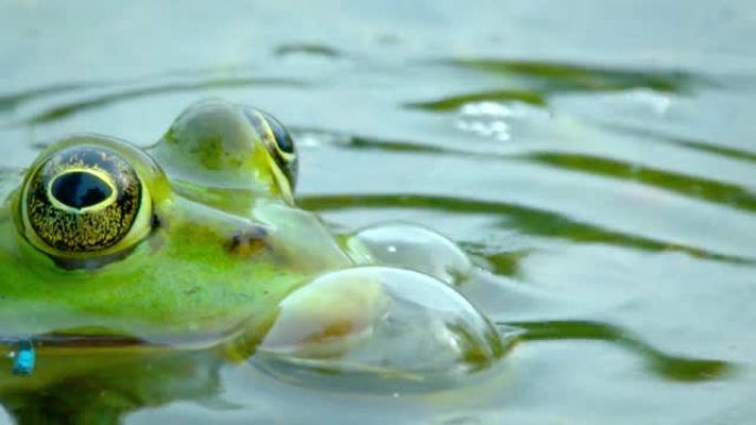 沼泽上的绿色青蛙。两栖动物。青蛙能够产生广泛的声音信号，尤其是在交配季节。活出大自然。