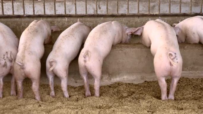 有机农村农业饲养猪的背景图。畜牧业