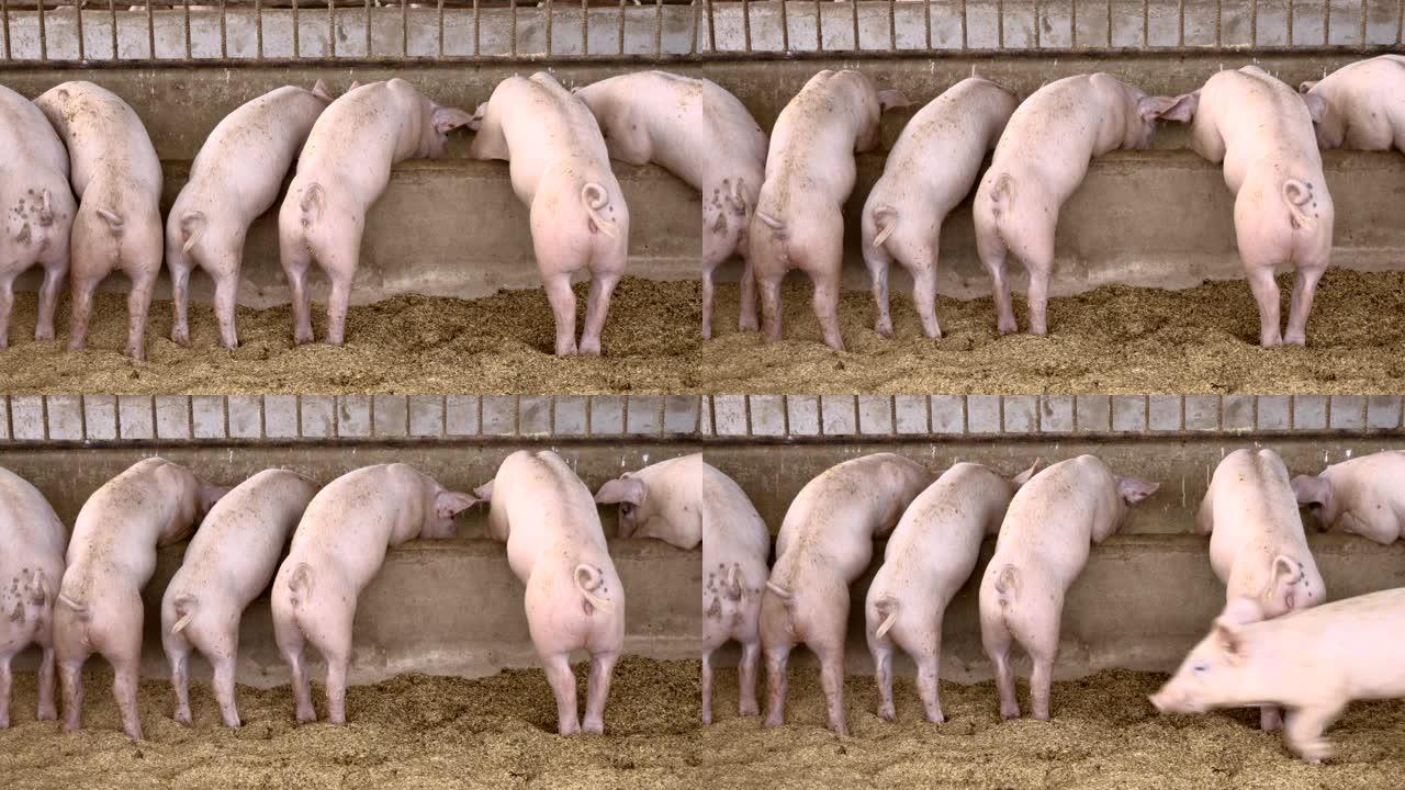 有机农村农业饲养猪的背景图。畜牧业
