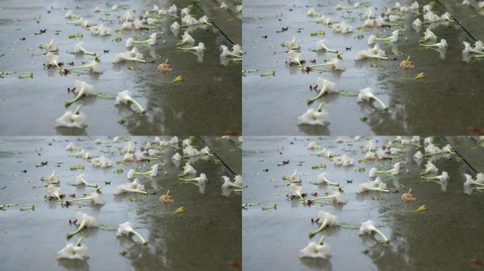 泰国地面上的倾盆大雨与白色的多莉坎多酮serrulata花