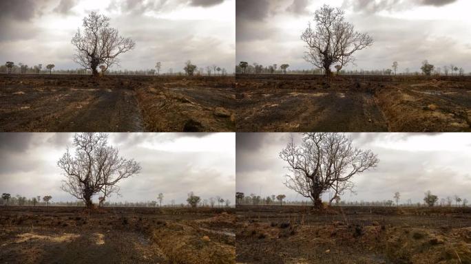 被烧毁的农田凄凉荒凉死亡地带生态破坏