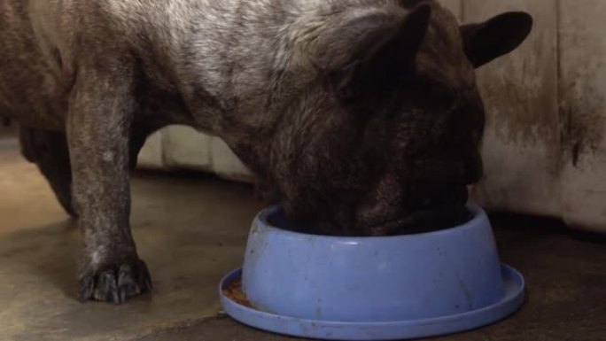 可爱的胖黑法国斗牛犬在盘子里吃美味的米饭。概念: 宠物，有趣，生活。