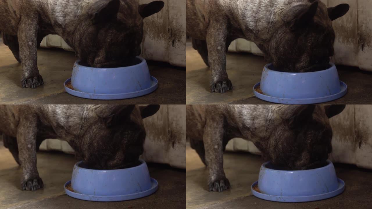 可爱的胖黑法国斗牛犬在盘子里吃美味的米饭。概念: 宠物，有趣，生活。