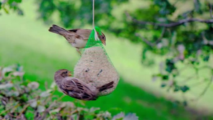 麻雀鸟在饲养袋上觅食，饲料挂在树枝上