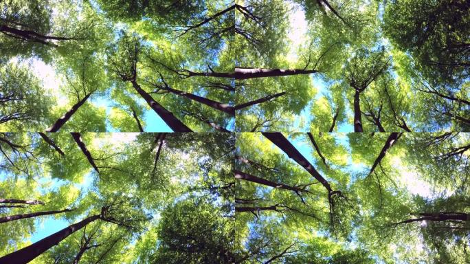 山毛榉森林中的绿色树冠，春天，潘