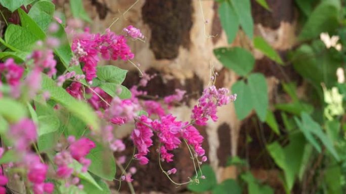 珊瑚藤在春天开花，春天美丽的田园风光，蜜蜂授粉粉红色的珊瑚藤开花树。季节性自然场景，花名是墨西哥爬山