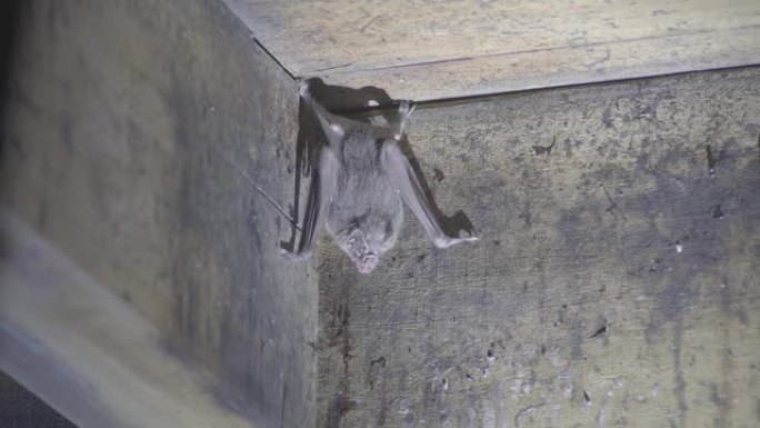 巴西蝙蝠，吸血鬼蝙蝠。