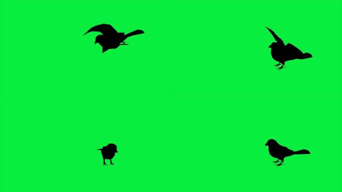 鸟麻雀的4k动画是飞翔的剪影 -- 绿屏上的分离