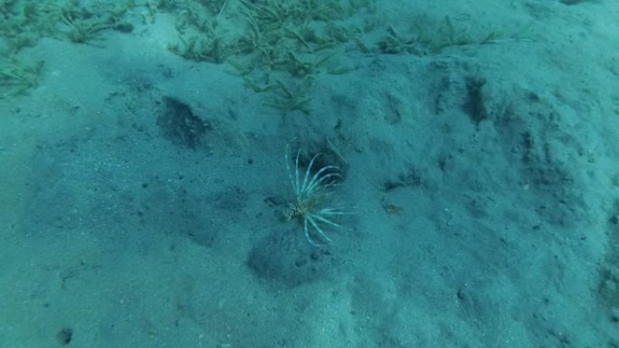 幼年红狮子鱼 (Pterois volitans) 在沙质海底缓慢游动。高角度拍摄，相机变焦，特写。