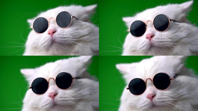 穿着时尚太阳镜的白色毛茸茸猫的近距离肖像。工作室镜头。戴着眼镜的豪华家养小猫在绿色背景墙上摆姿势。