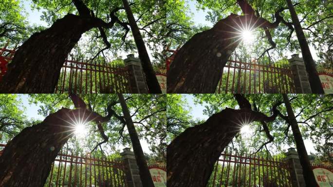 墨江普益公园 古树与光影