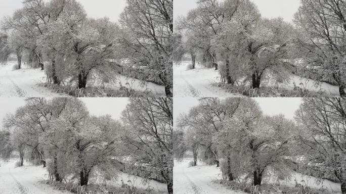 降雪。大片雪花慢慢落下。