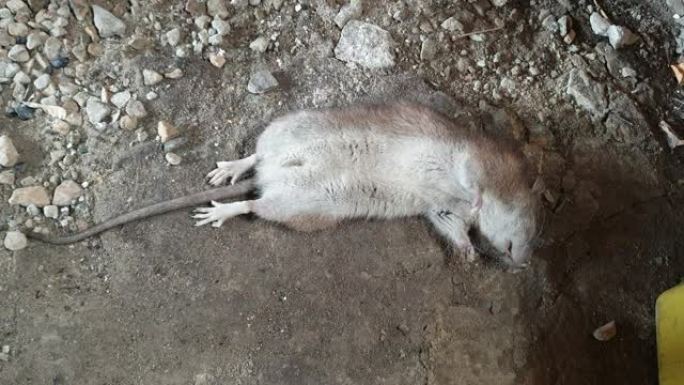 一只死老鼠抽搐，啮齿动物是疾病的携带者