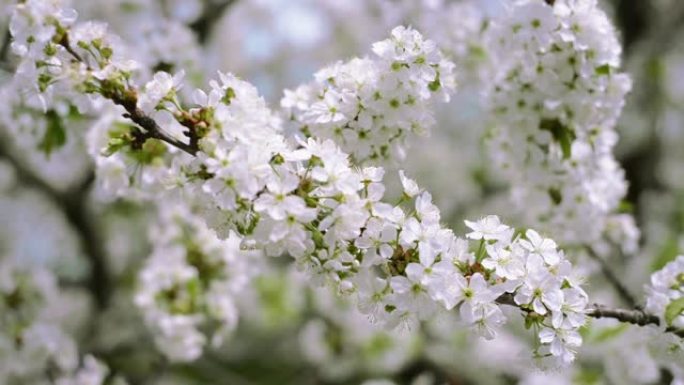 用白花关闭樱桃枝