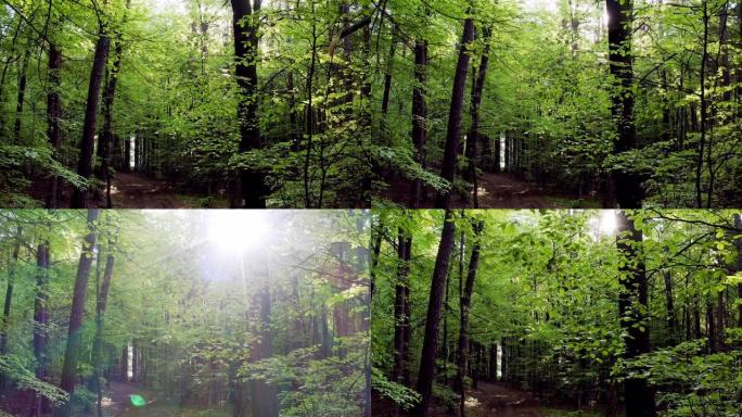 春天的阳光明媚的森林
