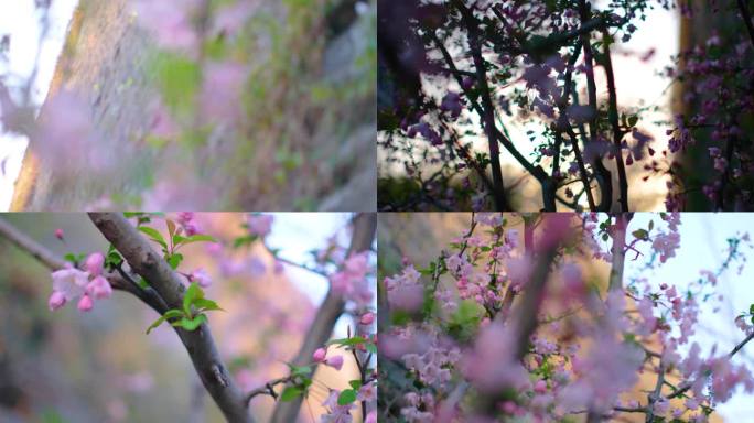 春天花朵樱花绽放过程植物延时视频素材90