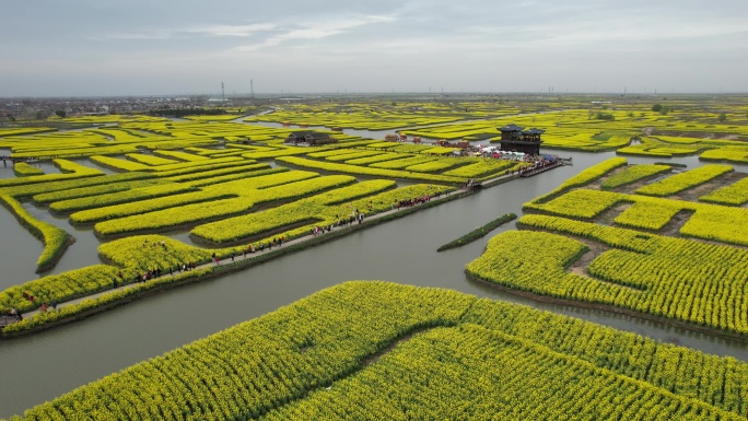 原创江苏泰州兴化千垛景区水上油菜花风光