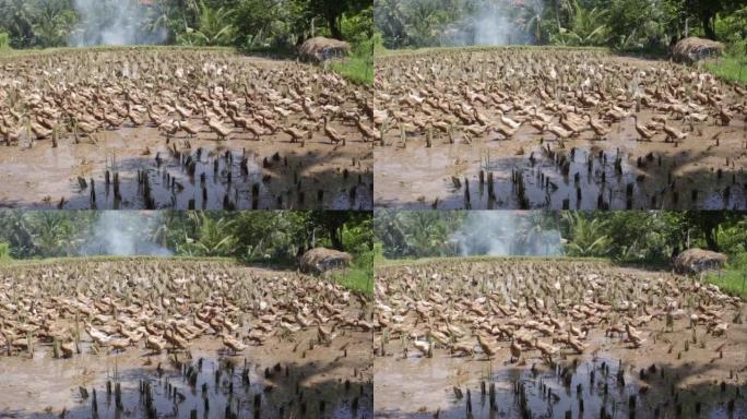 生活在稻田镜头中的一大群肮脏的鹅