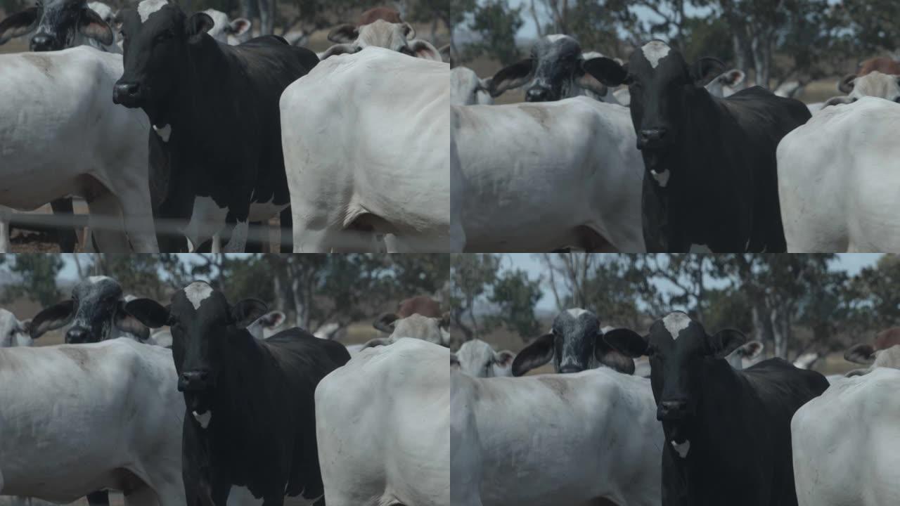 饲养场里的肉牛看着镜头