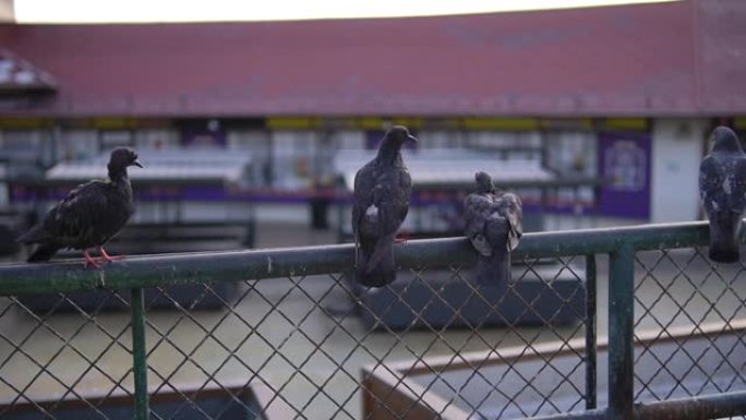黑喜鹊站在金属栅栏上