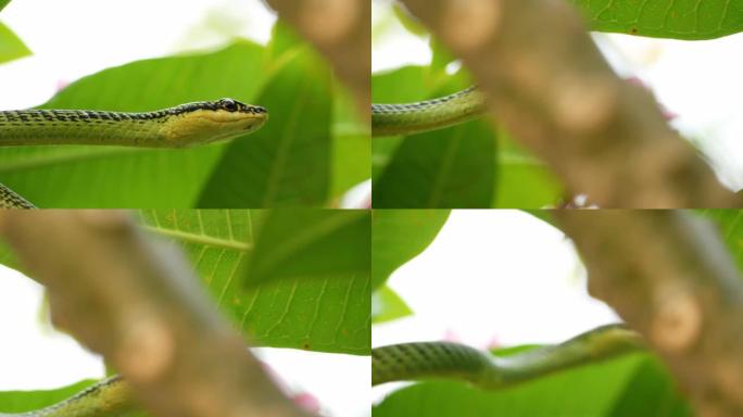 绿树蛇藏在树梢上